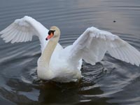 �l�Ȃ������R�u�n�N�`���E