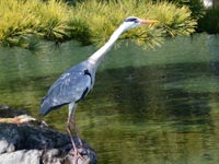 �_�����߂āI