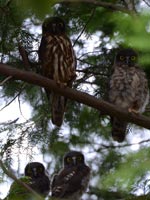 �A�I�o�Y�N�̐e�q