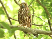 �A�I�o�Y�N�A��������̃I�X