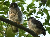 �A�I�o�Y�N�̐e�q