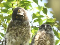 �A�I�o�Y�N�A��������̃I�X