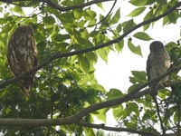 �A�I�o�Y�N�A��q