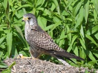 �`���E�Q���{�E