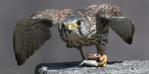 �g�J�Q�ƃ`���E�Q���{�E