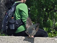 �l�ƃ`���E�Q���{�E