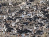 �}�K���̌Q��