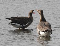 �j���̃}�K���ƃJ���K�l