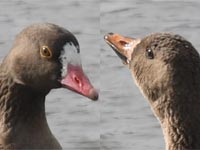 �J���K�l�ƃ}�K���̓���