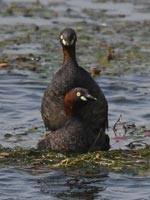 �J�C�c�u��