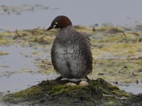 �J�C�c�u���̑�