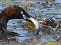 �G�T�̋���