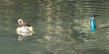 �J�C�c�u���ƃJ���Z�~