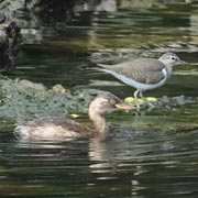 �J�C�c�u���ƃC�\�V�M