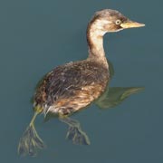 �傫�ȃq���̃J�C�c�u��