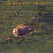 �������l�J�C�c�u��