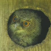 オオコノハズクのヒナ