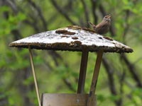 �����̉��˂̏�̃~�\�T�U�C