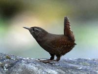 �k�J�ŗx��~�\�T�U�C