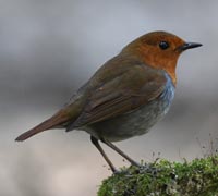 �R�}�h����