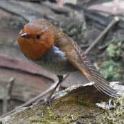 �k�J�ŗx��R�}�h��