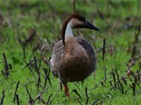 �x�k�c�̃T�J�c���K��