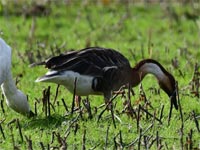 �R�n�N�`���E�̌Q��ɃT�J�c���K��