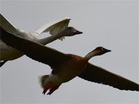 �R�n�N�`���E�Ɣ�ԃT�J�c���K��