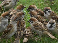 �`���E�Q���{�E