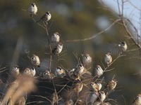 �g�J�Q�ƃ`���E�Q���{�E