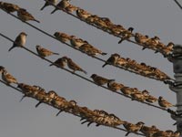 �l�ƃ`���E�Q���{�E