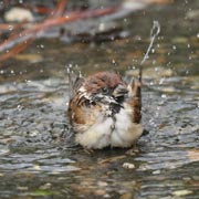 スズメの水浴び