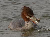 �J���A�C�T