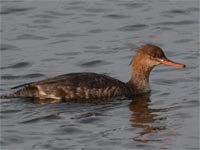 �E�~�A�C�T