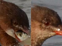 ���ʂ̐F�A���J���A�C�T�A�E�E�~�A�C�T