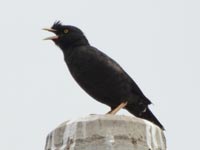 �n�b�J�`���E�A����!(^^)!