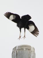 �n�b�J�`���E�̔���