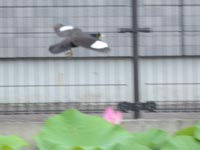 �n�X�r�ɒ��n