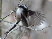 �E���ɃG�i�K