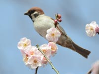 �E���ɃX�Y��