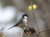 ���E�o�C�ɃV�W���E�J��