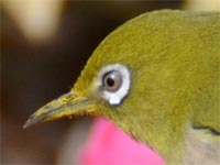 �E���ɃG�i�K