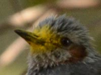 ���E�o�C�ɃV�W���E�J��