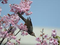 ���E�R�E�U�N���ƃq���h��