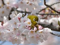 �T�N���ƃ��W��