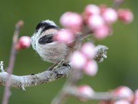 �E���ɃG�i�K