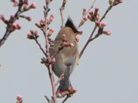 �T�N���Ƀq�����W���N