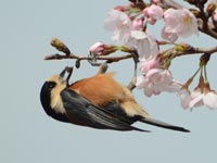 �T�N���Ƀ��}�K��