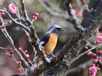 �E���ɃW���E�r�^�L��