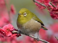 �g�~�Ƀ��W��